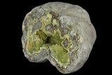 Yellow Crystal Filled Septarian Geode ( lbs) - Utah #135441-2